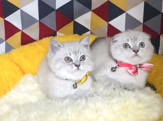 Maviş Lynxpoınt Scotısh Yavrularımız görsel