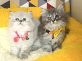 A Kalite Lynxpoint Ve Tabby British Longhair Bebekleirm