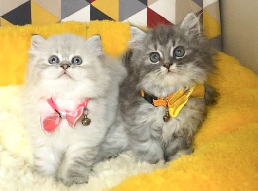 A Kalite Lynxpoint Ve Tabby British Longhair Bebekleirm görsel