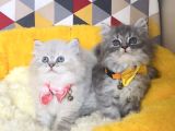 A kalite lynxpoint ve tabby british longhair bebekleirm