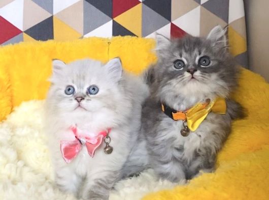 A Kalite Lynxpoint Ve Tabby British Longhair Bebekleirm
