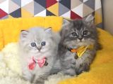 A Kalite Lynxpoint Ve Tabby British Longhair Bebekleirm