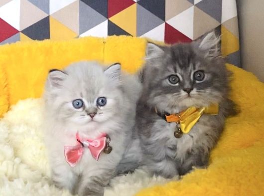 A Kalite Lynxpoint Ve Tabby British Longhair Bebekleirm görsel