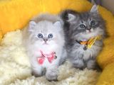A Kalite Lynxpoint Ve Tabby British Longhair Bebekleirm
