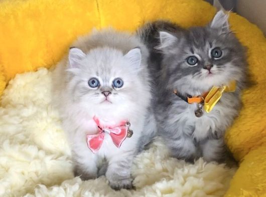 A Kalite Lynxpoint Ve Tabby British Longhair Bebekleirm görsel