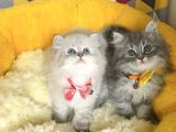 A Kalite Lynxpoint Ve Tabby British Longhair Bebekleirm