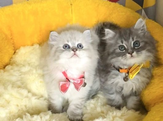 A Kalite Lynxpoint Ve Tabby British Longhair Bebekleirm görsel