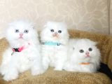 Bu kalite kimsede yok white scotısh fold longhair yavrularım