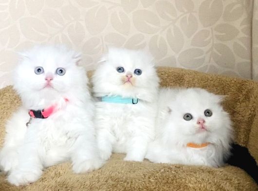 Bu Kalite Kimsede Yok White Scotısh Fold Longhair Yavrularım