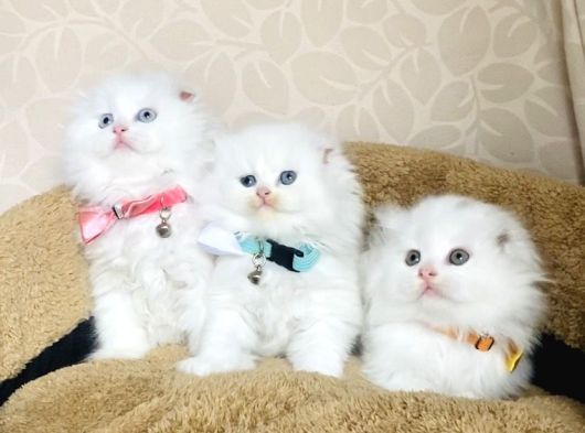Bu Kalite Kimsede Yok White Scotısh Fold Longhair Yavrularım görsel