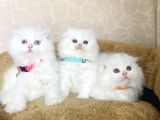 Bu Kalite Kimsede Yok White Scotısh Fold Longhair Yavrularım