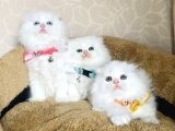 Bu Kalite Kimsede Yok White Scotısh Fold Longhair Yavrularım