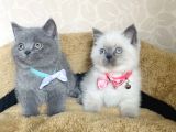 Orjinal British Isteyenlere Blue Ve Bluepoint British