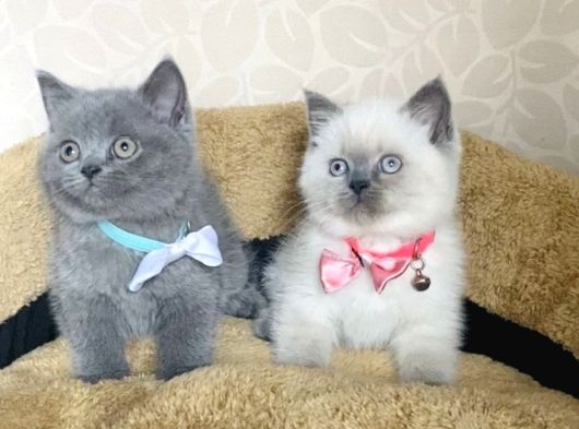 Orjinal British Isteyenlere Blue Ve Bluepoint British görsel