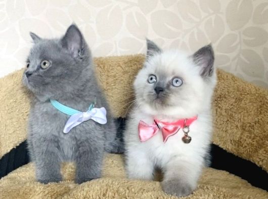 Orjinal British Isteyenlere Blue Ve Bluepoint British görsel