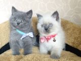 Orjinal British Isteyenlere Blue Ve Bluepoint British