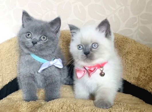 Orjinal British Isteyenlere Blue Ve Bluepoint British görsel