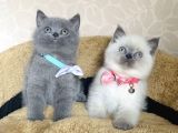 Orjinal British Isteyenlere Blue Ve Bluepoint British