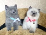 Orjinal british isteyenlere blue ve bluepoint british