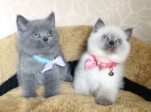 Orjinal British Isteyenlere Blue Ve Bluepoint British