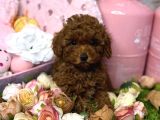 RED BROWN TOY POODLE YAVRULAR