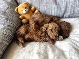 SAFKAN IRK GARANTİLİ MUHTEŞEM TOY POODLE
