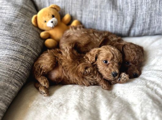 Safkan Irk Garanti̇li̇ Muhteşem Toy Poodle