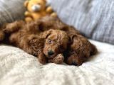 Safkan Irk Garanti̇li̇ Muhteşem Toy Poodle