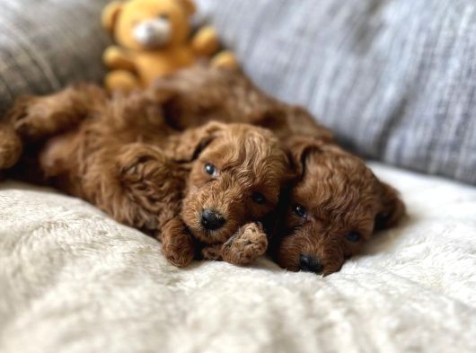 Safkan Irk Garanti̇li̇ Muhteşem Toy Poodle görsel
