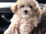 MALTİPOO YAVRULARIMIZDAN GOFRET