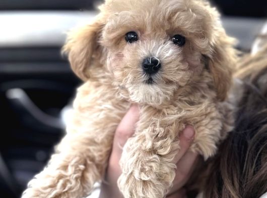Malti̇poo Yavrularimizdan Gofret