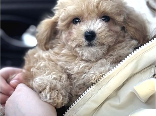 Malti̇poo Yavrularimizdan Gofret görsel