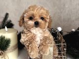 MALTİPOO YAVRUMUZ LİDYA