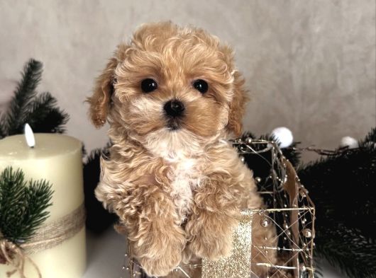 Malti̇poo Yavrumuz Li̇dya