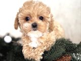 Malti̇poo Yavrumuz Li̇dya