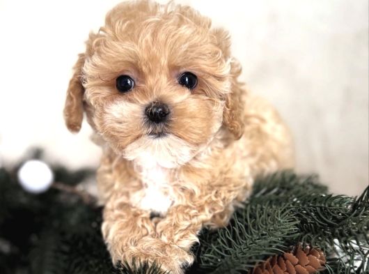 Malti̇poo Yavrumuz Li̇dya görsel