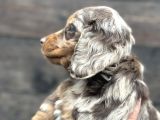 Deutschland Line Red Merle Tüm Güzelliğiyle