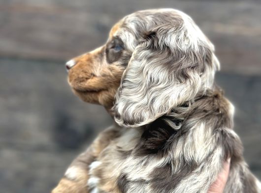 Deutschland Line Red Merle Tüm Güzelliğiyle görsel