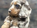 Deutschland Line red merle tüm güzelliğiyle