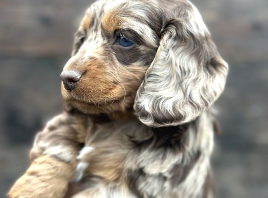 Deutschland Line Red Merle Tüm Güzelliğiyle