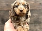 Deutschland Line Red Merle Tüm Güzelliğiyle