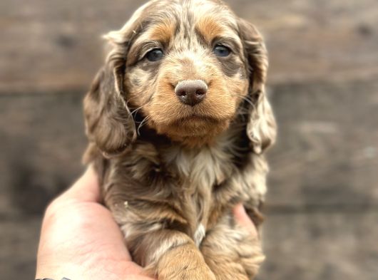 Deutschland Line Red Merle Tüm Güzelliğiyle görsel