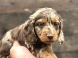 Deutschland Line Red Merle Tüm Güzelliğiyle