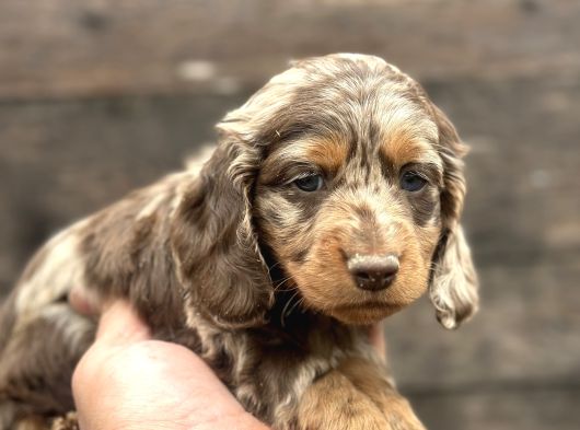 Deutschland Line Red Merle Tüm Güzelliğiyle görsel