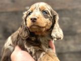Deutschland Line Red Merle Tüm Güzelliğiyle