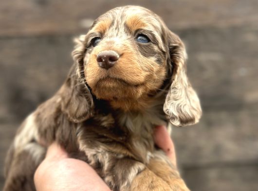 Deutschland Line Red Merle Tüm Güzelliğiyle görsel