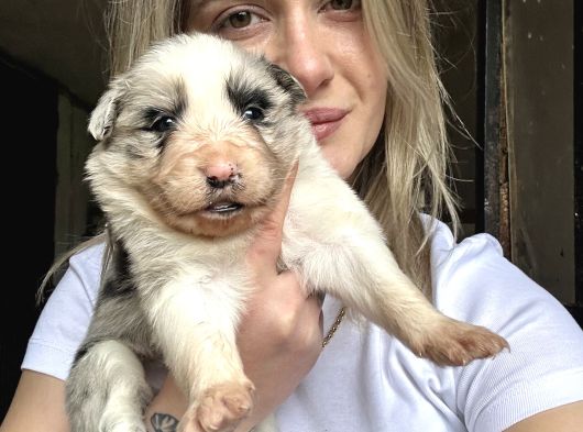 Border Collie Yavruları