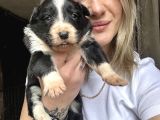 Border Collie Yavruları