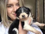 Border Collie Yavruları