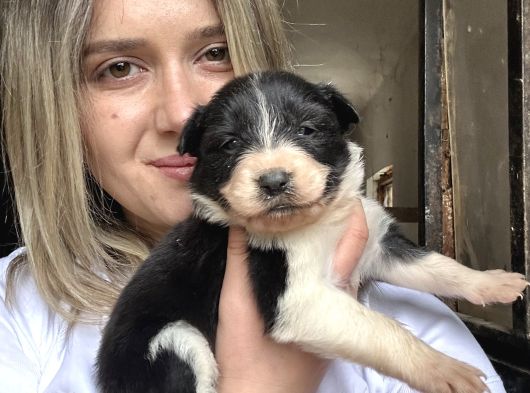Border Collie Yavruları görsel